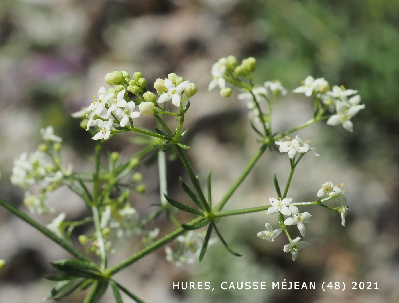 Bedstraw, [Unequal-leaved] flower